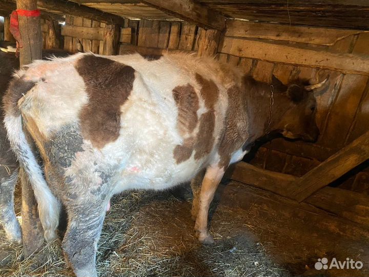 Корова дойная