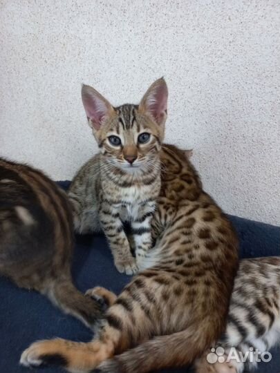 Бенгальские котята