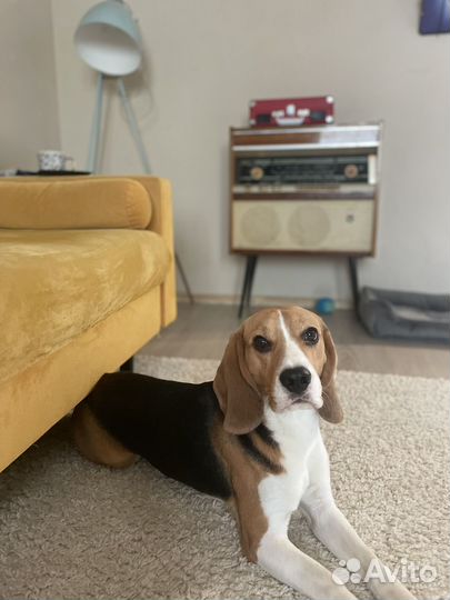 Вязка кобель бигль