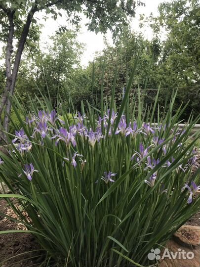 Молиния семейство злаковые