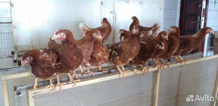 Куры Несушки