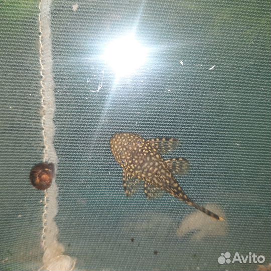 Сомики анциструсы