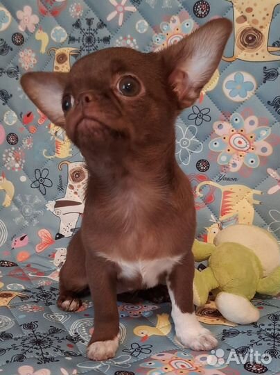 Чихуахуа девочка
