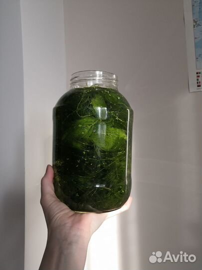 Роголистник