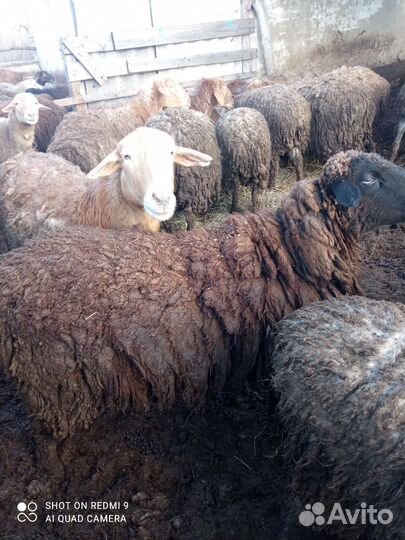 Овцы обмен