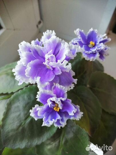 Набор деток фиалок