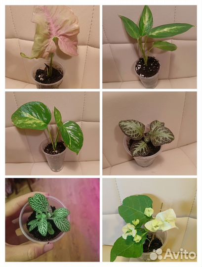 Комнатные цветы(сингониум, эписция, бугенвиллия)
