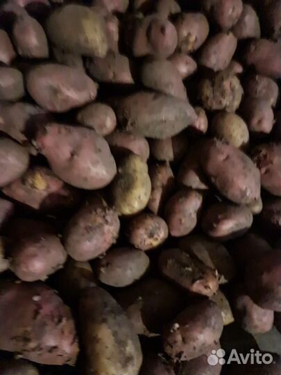 Продам картофель