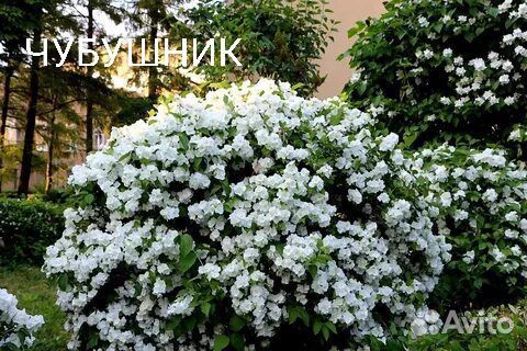 Чубушник венечный саженцы