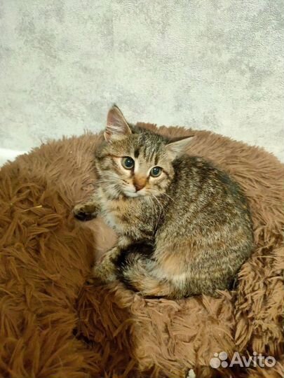 Отдам в добрые руки котенка