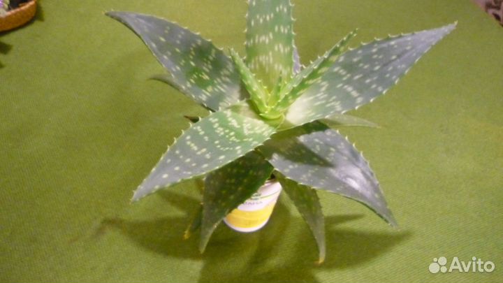 Алоэ вера - комнатное растение