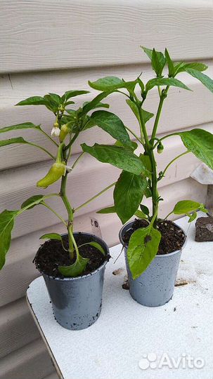 Рассада перцев