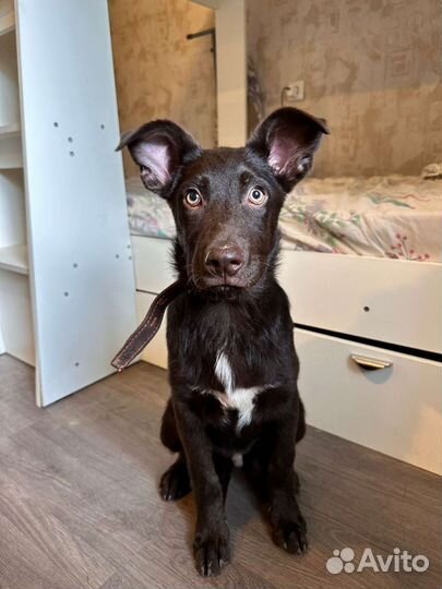 Щенок мальчик 4 месяца