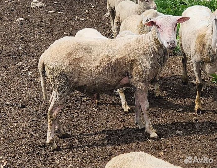 Бараны тексель