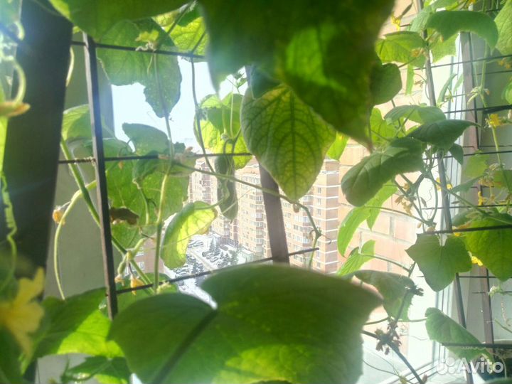 Фитолампа прожектор, мощность от 50ват полн.спектр