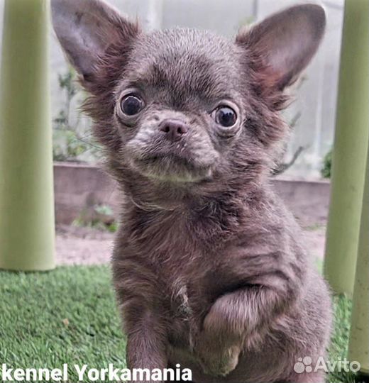 Мини кукольная принцесса лиловая девочка чихуахуа