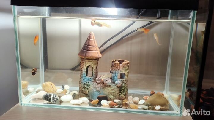 Аквариум с рыбками (5