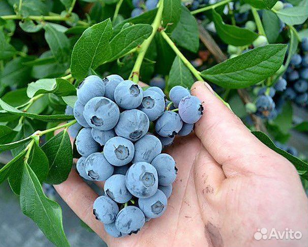 Голубика садовая Патриот,Элизабет,Блюголд,Блюкроп