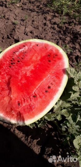 Арбузы каристан