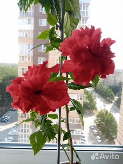 Гибискус Шизопеталус