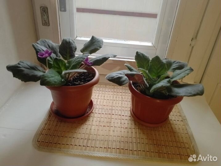 Цветы в пластмассовых горшках: Растение фиалка све