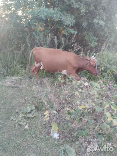 Джерсейская корова