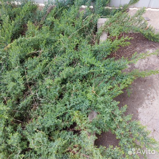 Можжевельник