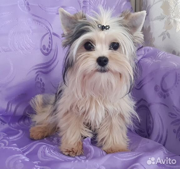 Йорки. Бивер. Голддаст