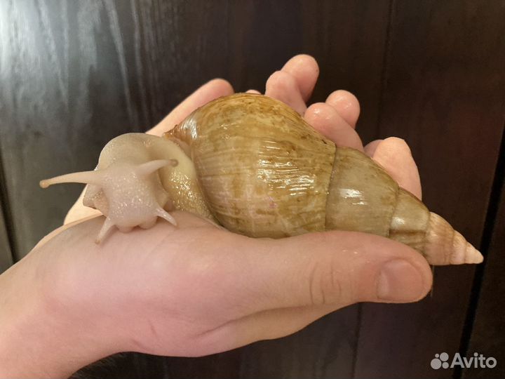 Улитки ахатины бесплатно малыши
