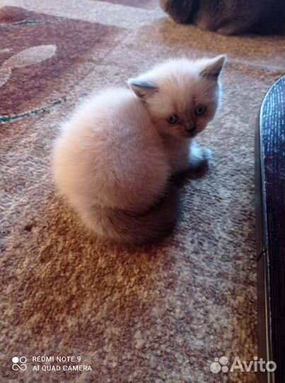 Британские котята