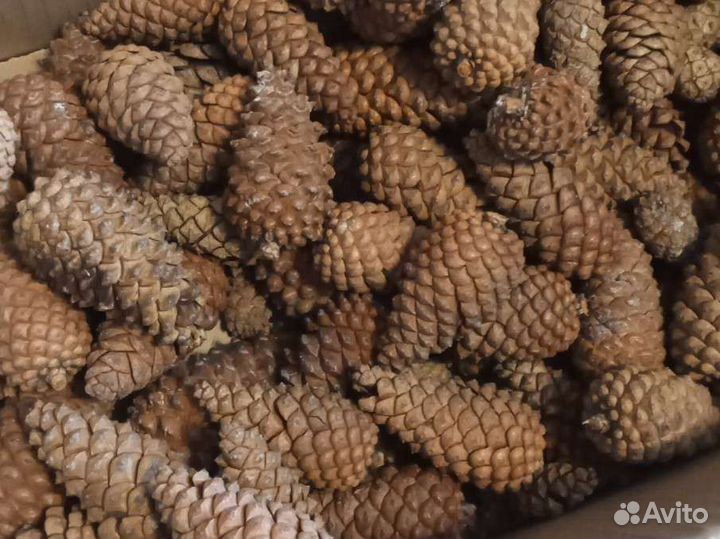 Шишки закрытые сосновые