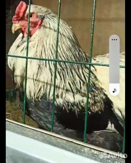 Цыплята брама