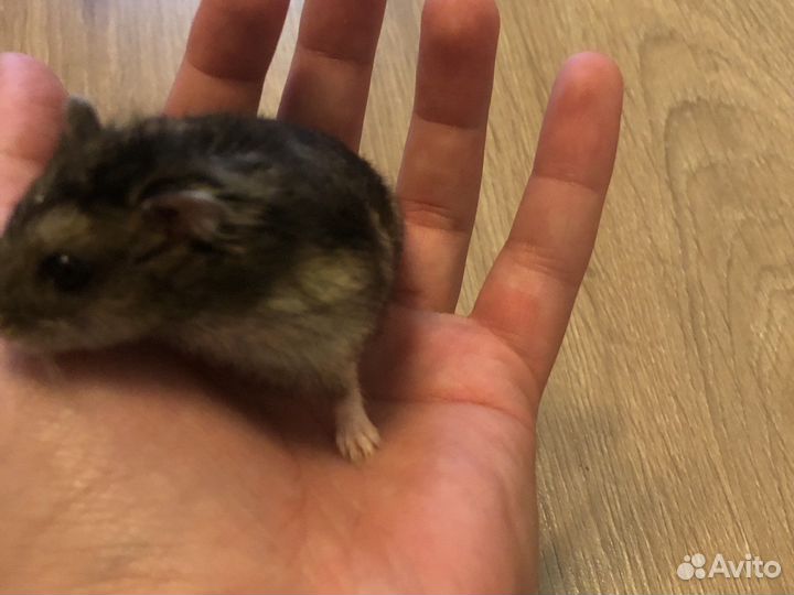 Джунгарский хомяк