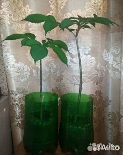 Цветы в горшке Индира Ганди