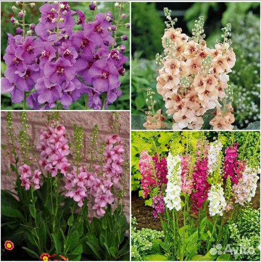 Хризантема,гелениум,вербаскум,пенстемон семена