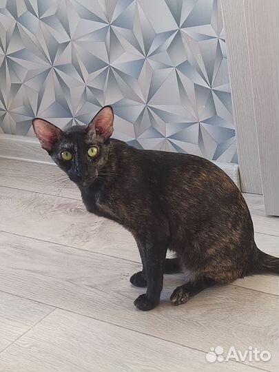 Ориентальная кошка