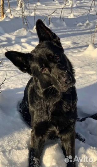 Щенки немецкой овчарки