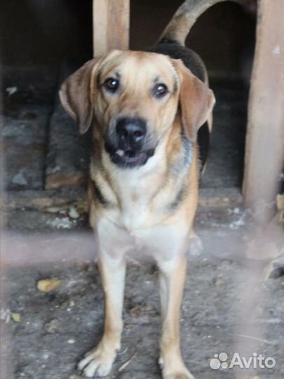 Пёс Босс ищет дом