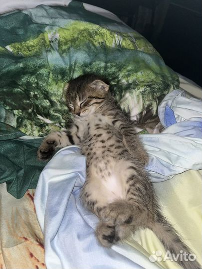 Шотландская