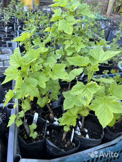 Смородина черная Селеченская 2, саженцы зкс