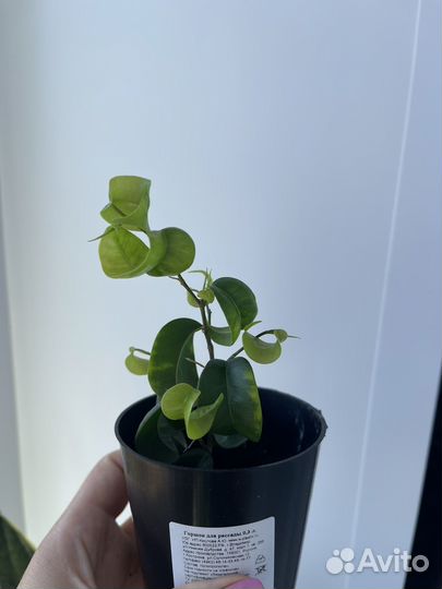 Фикус букле