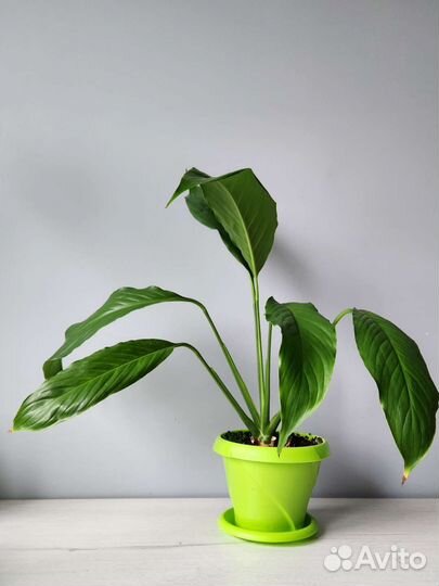 Спатифиллум