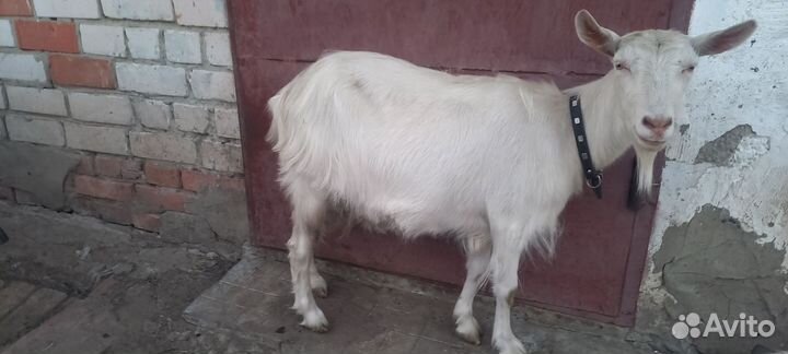 Коза дойная