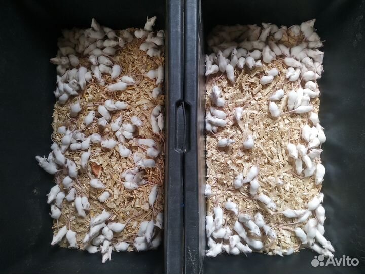 Кормовые мыши, крысы