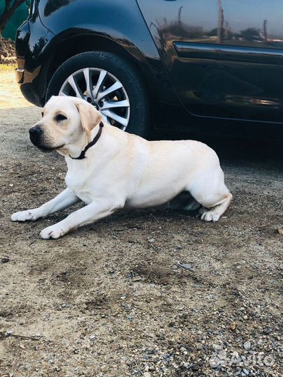 Щенки лабрадора с документами