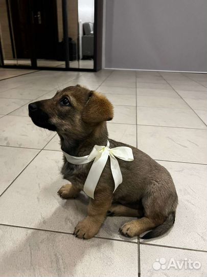 Щенок