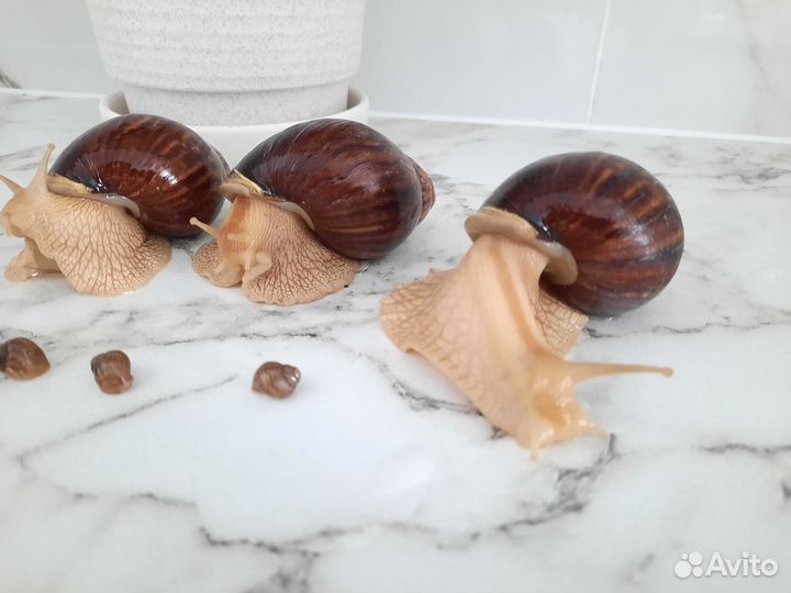 Улитки ахатины