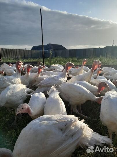 Домашняя птица индюк