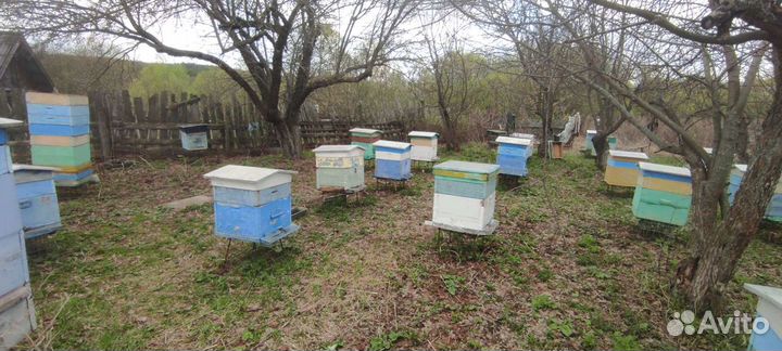 Улья дадан и подставки