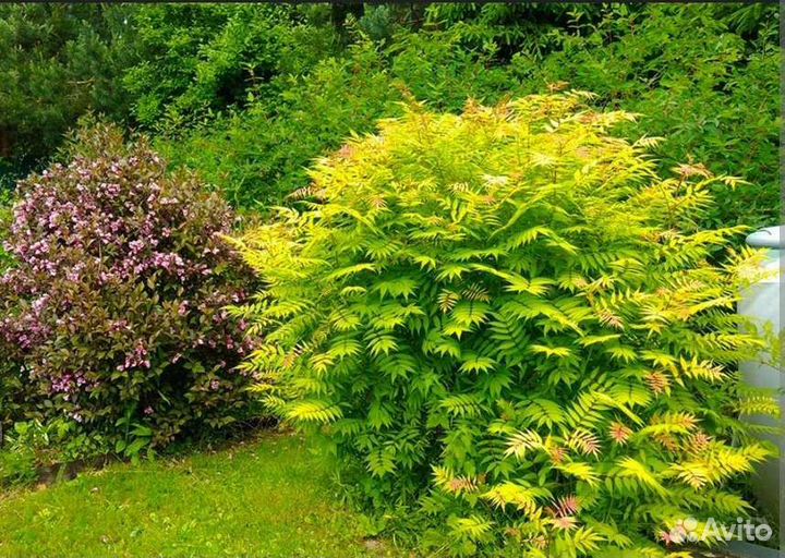 Кустарник - рябинник рябинолистный